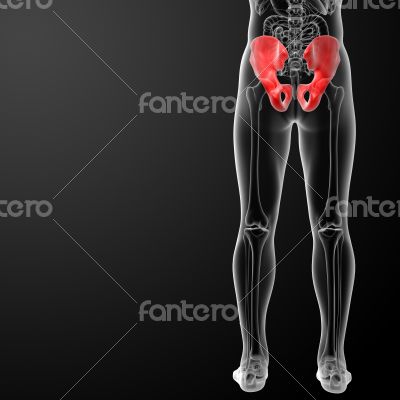 3d render illustration pelvis bone 