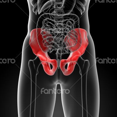 3d render illustration pelvis bone 3d render illustration pelvis bone