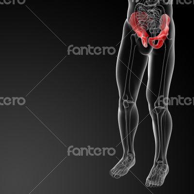 3d render illustration pelvis bone 