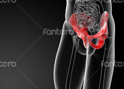 3d render illustration pelvis bone 