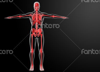 3d rendered red skeleton 