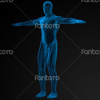 3d human anatomy 