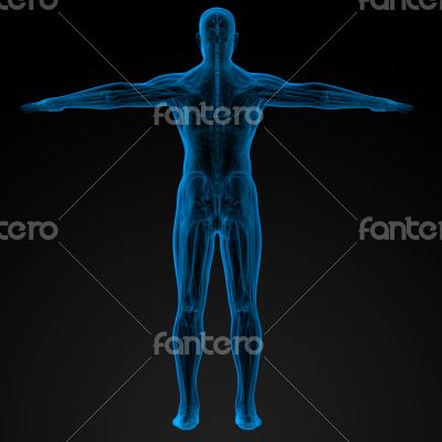 Human anatomy Human anatomy