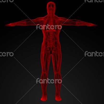Male anatomy