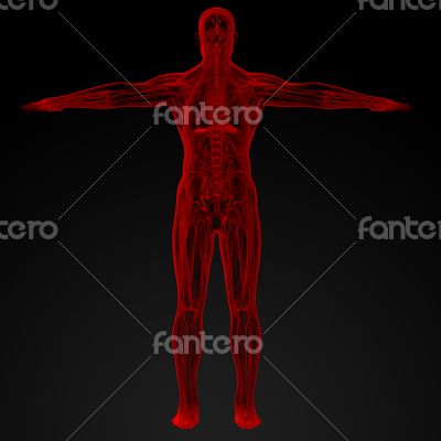 Male anatomy Male anatomy