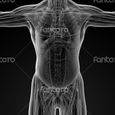 Male anatomy Male anatomy
