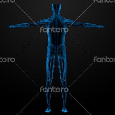 male muscles