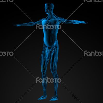 male muscles
