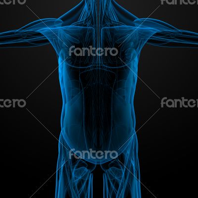 male muscles
