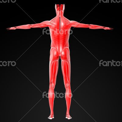 male muscles