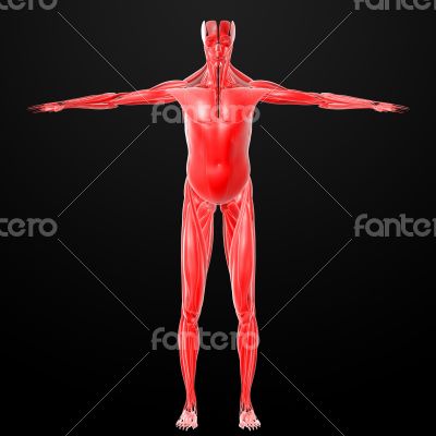 male muscles