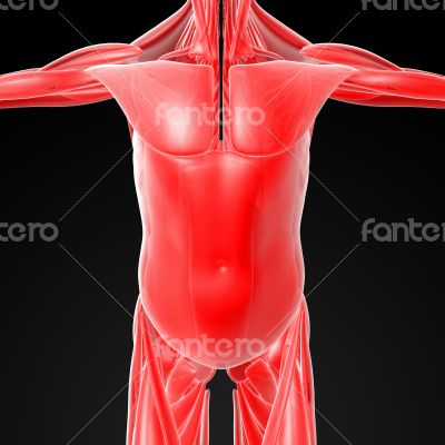 male muscles