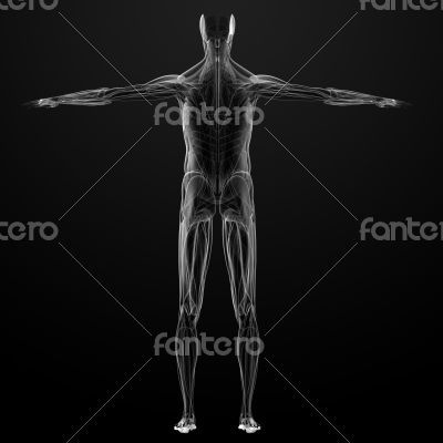 male muscles