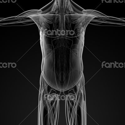 male muscles