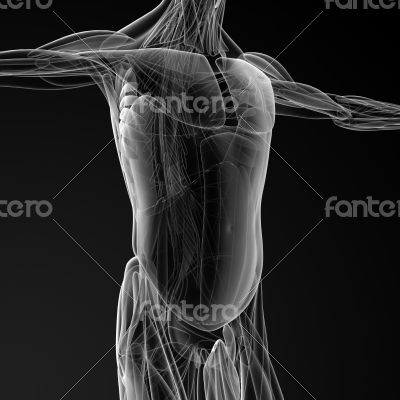 male muscles