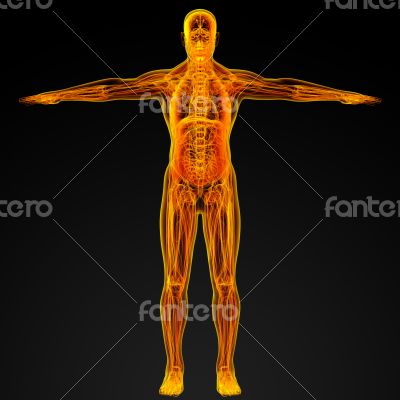 Male anatomy