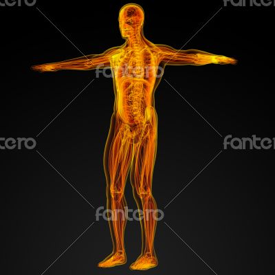 Human anatomy