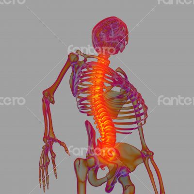 3d render human of sholderd pain - bottom view
