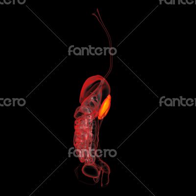 3d rendered illustration of kidneys