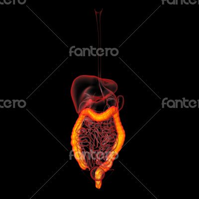 Human digestive system large intestine 