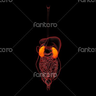 3d rendered illustration of kidneys