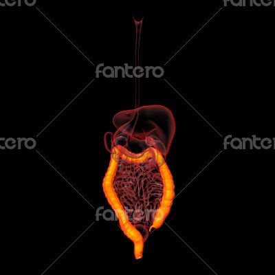 Human digestive system large intestine 