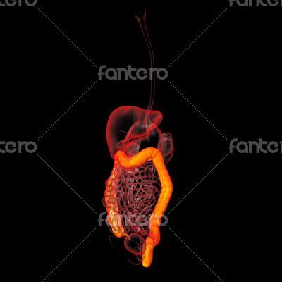 Human digestive system large intestine