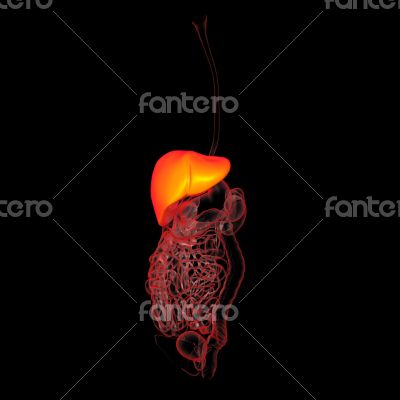 Human digestive system large intestine