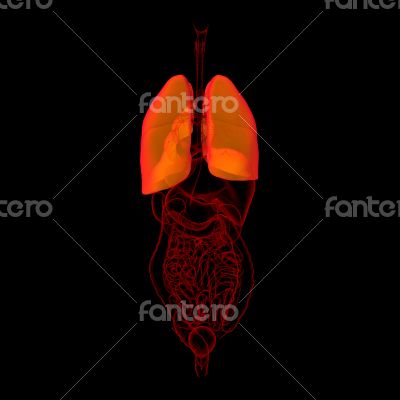 3D medical illustration - lungs back view