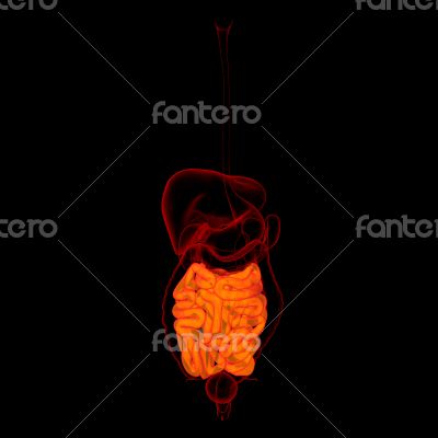 Human digestive system small intestine