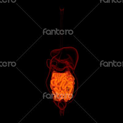 Human digestive system small intestine 