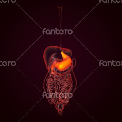 Human digestive system stomach