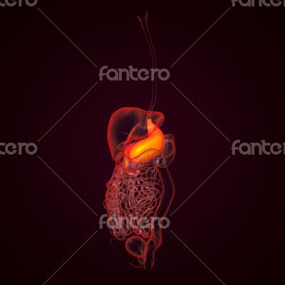 Human digestive system stomach