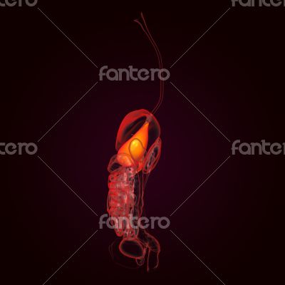 Human digestive system stomach