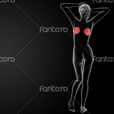 female breast anatomy