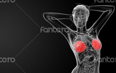 female breast anatomy