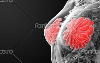 female breast anatomy