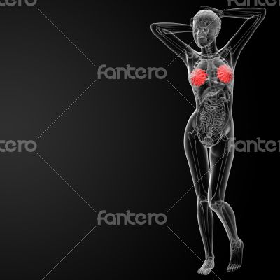 3d render female breast anatomy x-ray