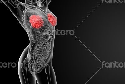 female breast anatomy