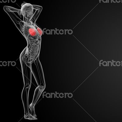 female breast anatomy
