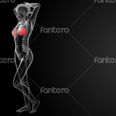 female breast anatomy 
