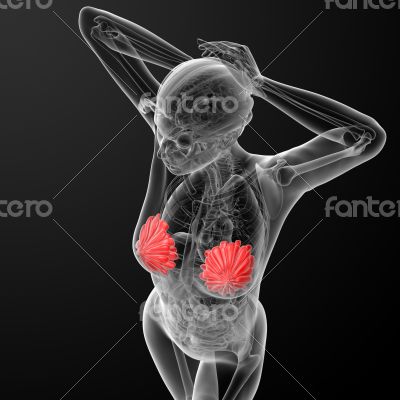 female breast anatomy