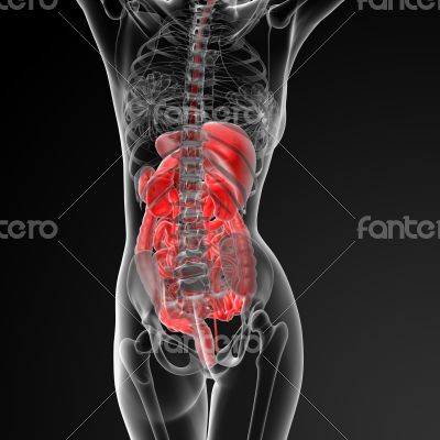 female digestive system