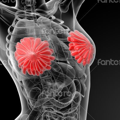 female breast anatomy