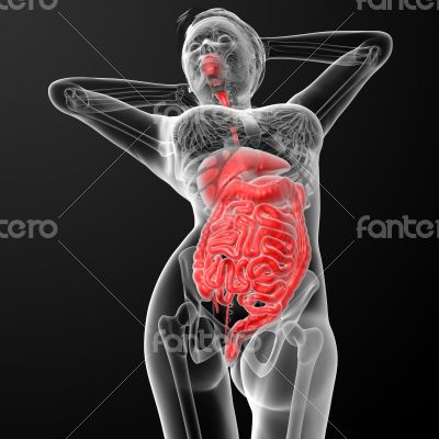 female digestive system