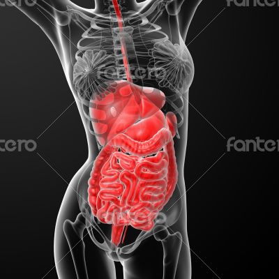 female digestive system