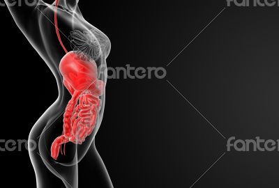 female digestive system