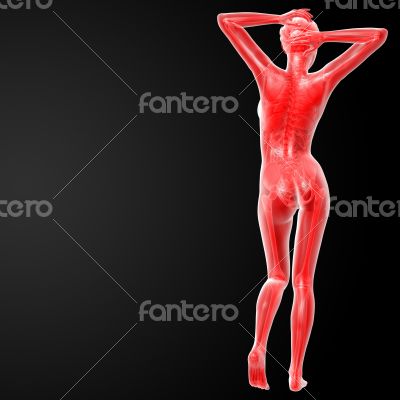 female anatomy female anatomy