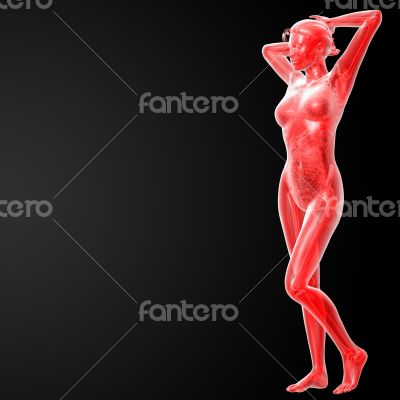 female anatomy
