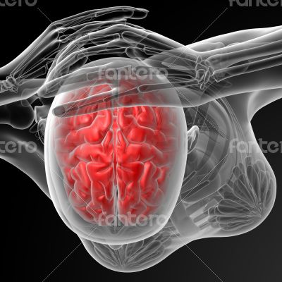 brain